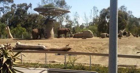 Elefantes do San Diego Zoo