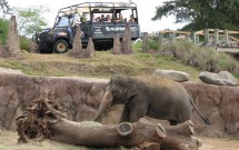 Elefantes do Rhino Rallly