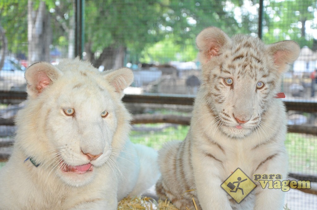 Tigres brancos do Zoológido de Lujan