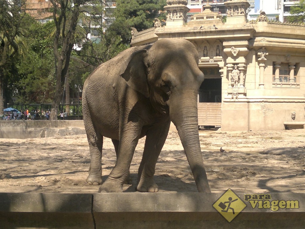 Elefante do Zoo de Palermo