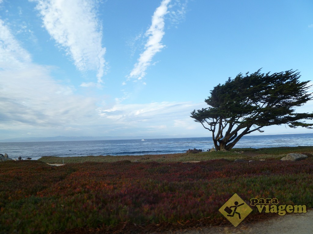 Bela Árvore na Orla de Monterey