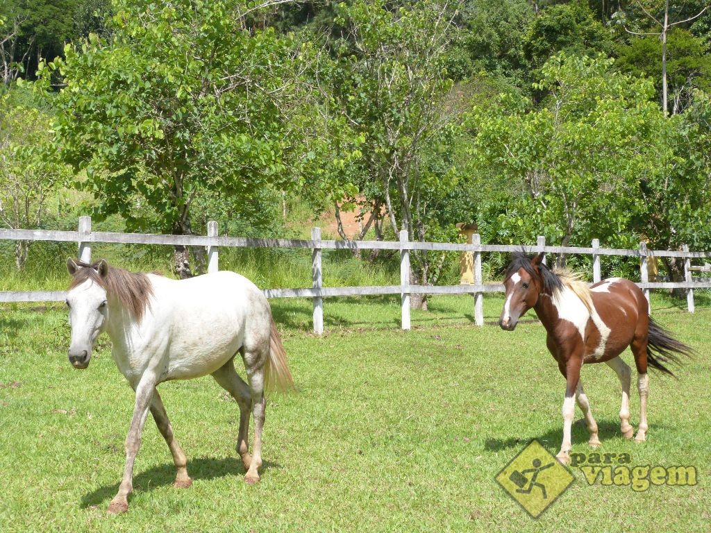 Cavalos do Haras Morena