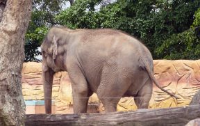 Elefante do Zoológico do Beto Carrero