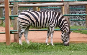 Zebra do Zoológico do Beto Carrero