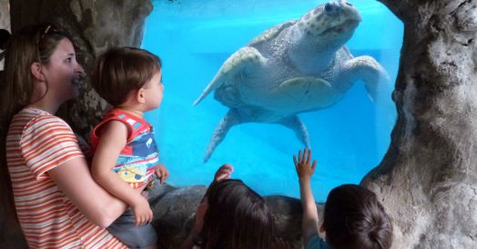 Crianças Vendo a Tartaruga Marinha do Oceanário