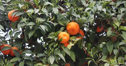 As tangerinas das árvores