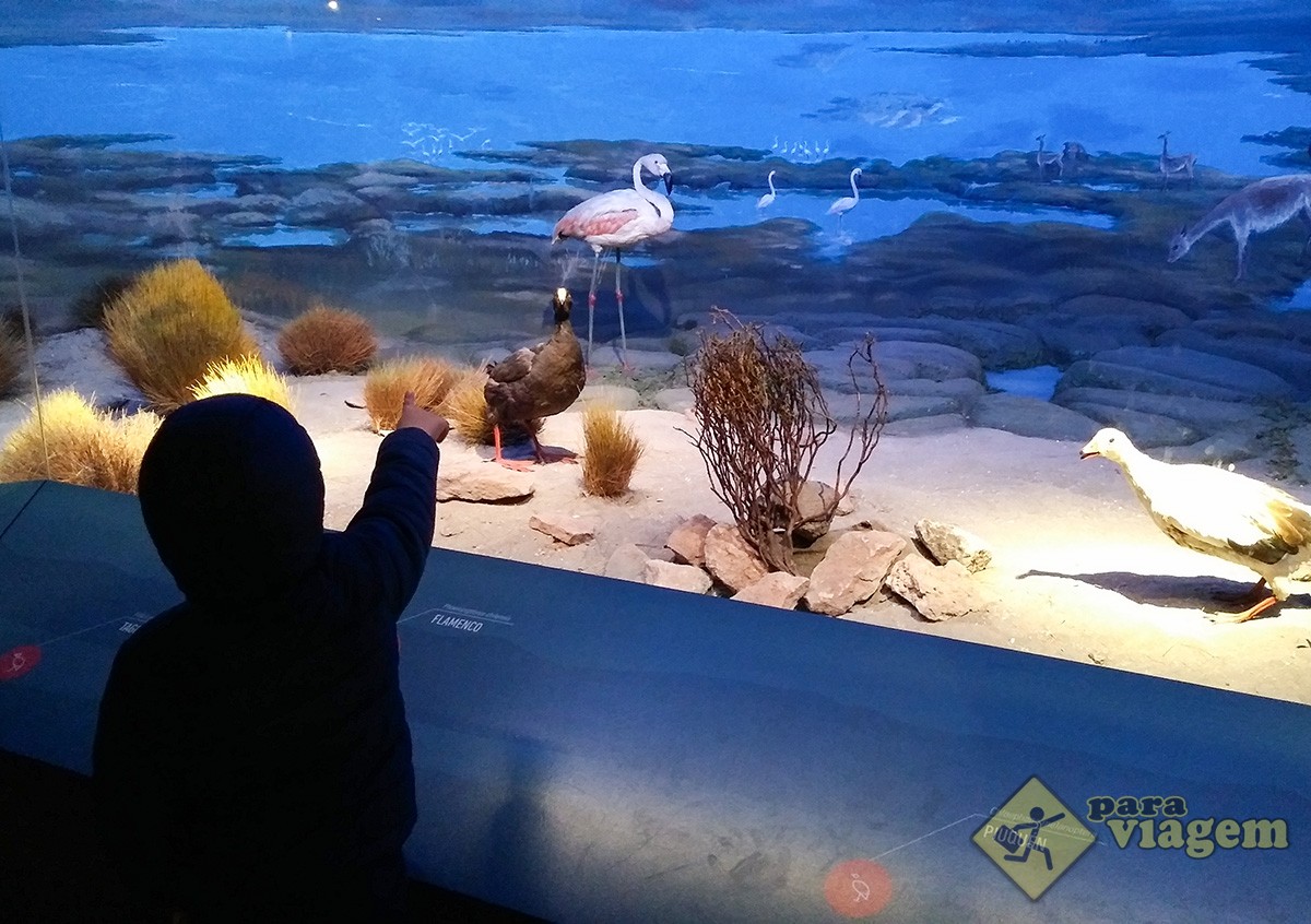 Criança conhecendo o Museu de História Natural
