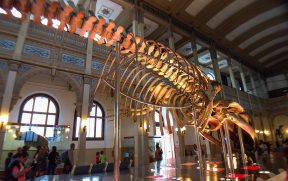 Esqueleto de Dinossauro no Museu de História Natural