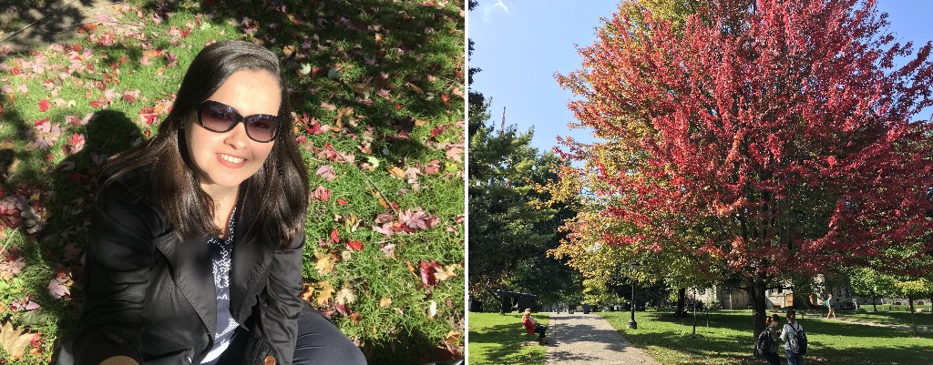 Outono canadense: árvores coloridas e folhas de maple caídas pelo chão