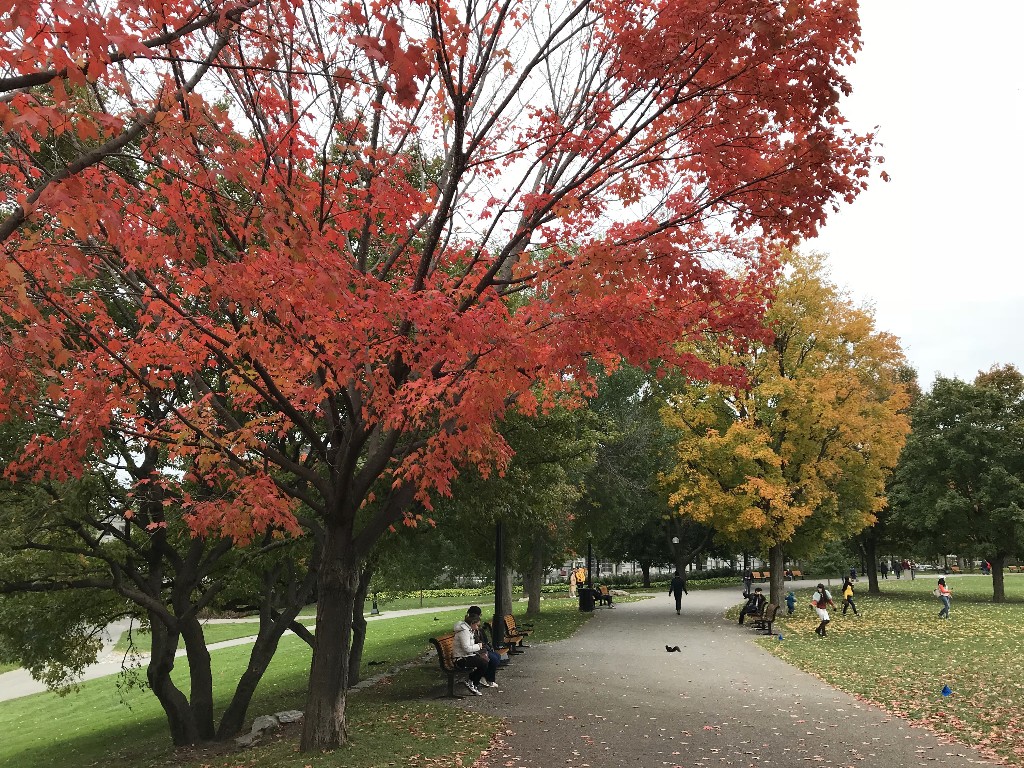 Folhas coloridas pelo outono canadense