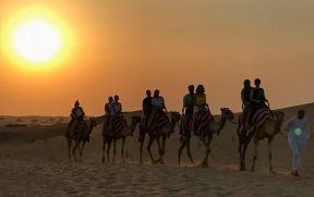 Sunset Camel Trek