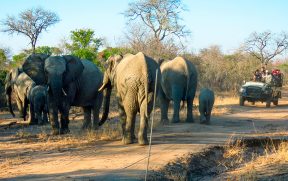Elefantes em Safari na África do Sul
