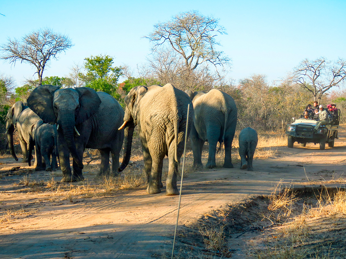 Elefantes em Safari na África do Sul