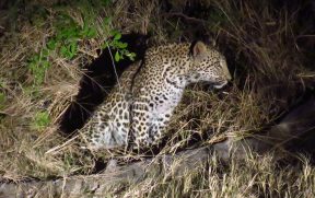 Leopardo em Safari Noturno no Kapama
