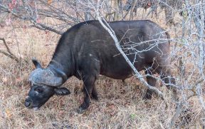 Búfalo Africano no Kapama Southern Camp