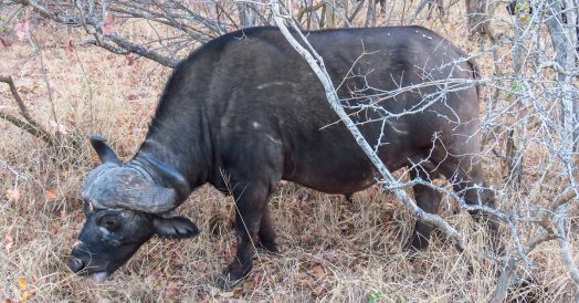 Búfalo Africano no Kapama Southern Camp