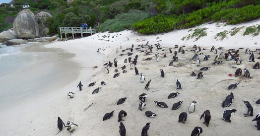 Pinguins nas areias de Boulders Beach