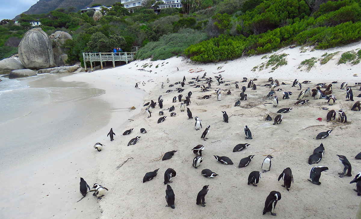 Pinguins nas areias de Boulders Beach