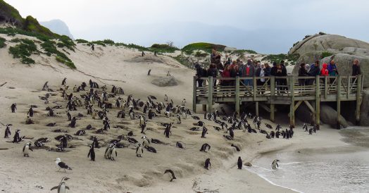 Turistas no Deck Observando os Pinguins