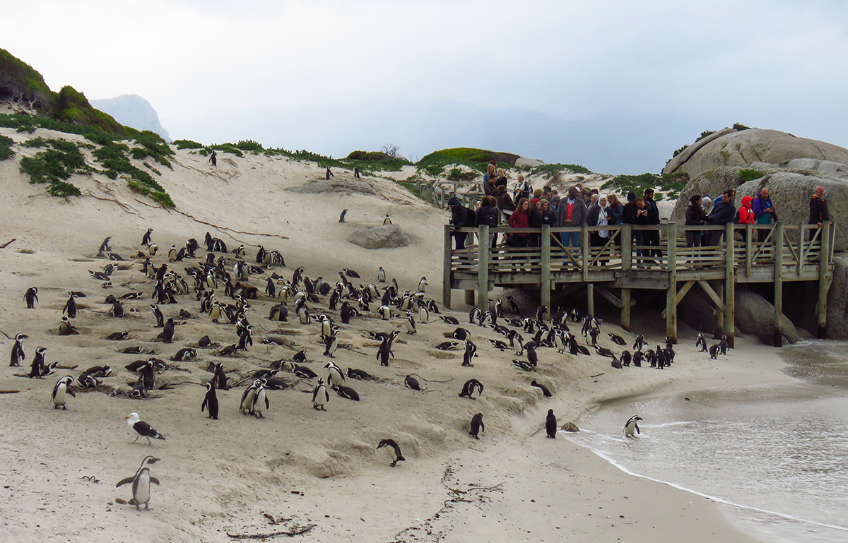 Turistas no Deck Observando os Pinguins