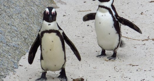Pinguins de Boulders Beach no Detalhe