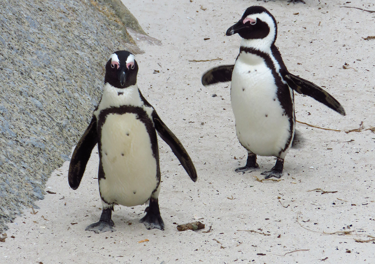 Pinguins de Boulders Beach no Detalhe