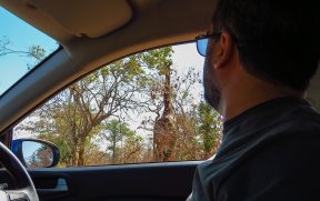 Dirigindo ao Lado da Girafa no Kapama