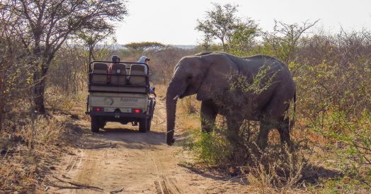 Elefante Cruzando a Estrada do Kapama