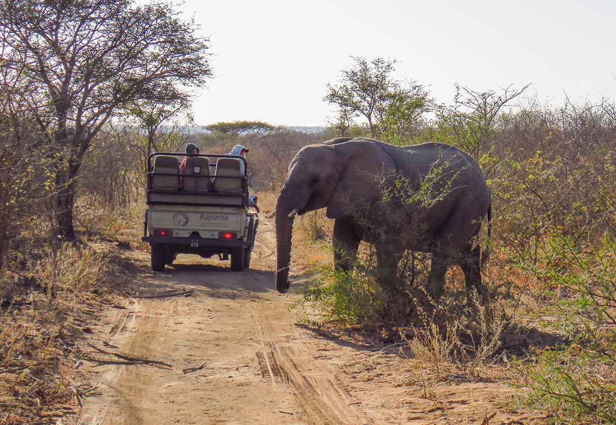 Elefante Cruzando a Estrada do Kapama