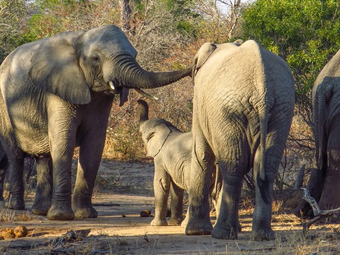 Família de Elefantes no Kapama Southern Camp