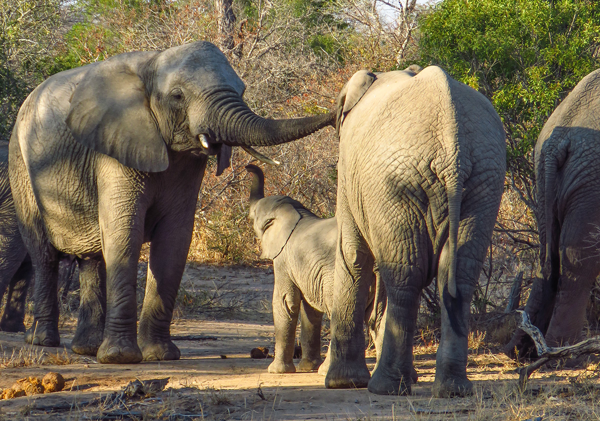 Família de Elefantes na Reserva do Kapama