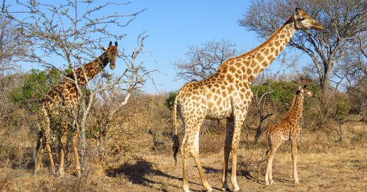 Família de Girafas no Kapama