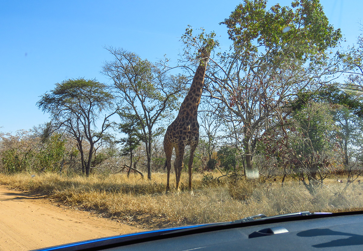 Girafa no Caminho até o Portão do Kapama