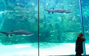 Apreciando os tubarões do Two Oceans