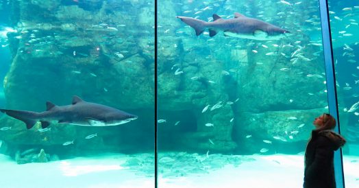Apreciando os tubarões do Two Oceans