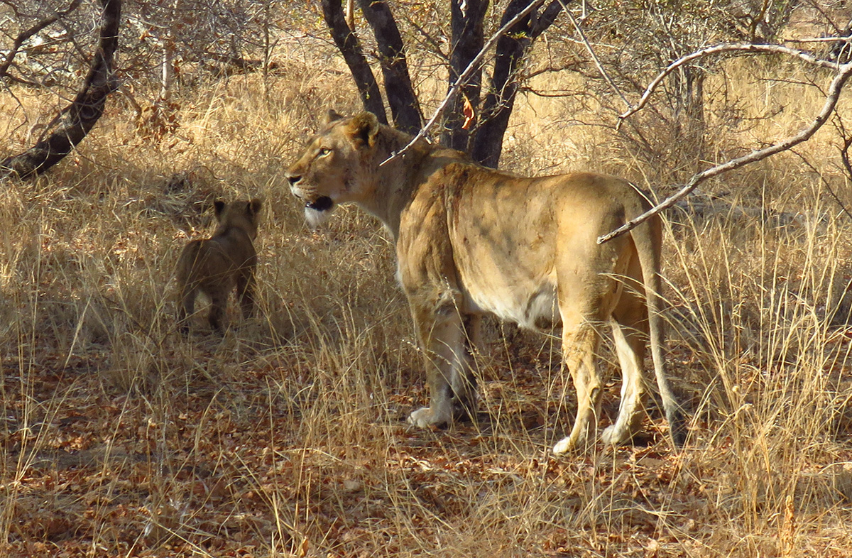 Leoa e Filhote na Reserva do Kapama