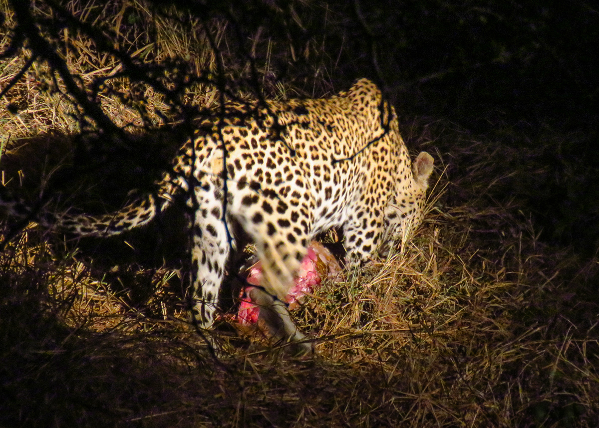 Leopardo se Alimentando na Reserva do Kapama