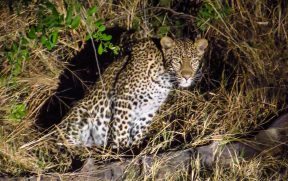 Leopardo no Safari Noturno do Kapama