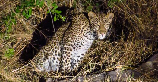 Leopardo no Safari Noturno do Kapama