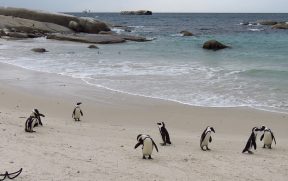 Colônia de Pinguins em Boulders Beach