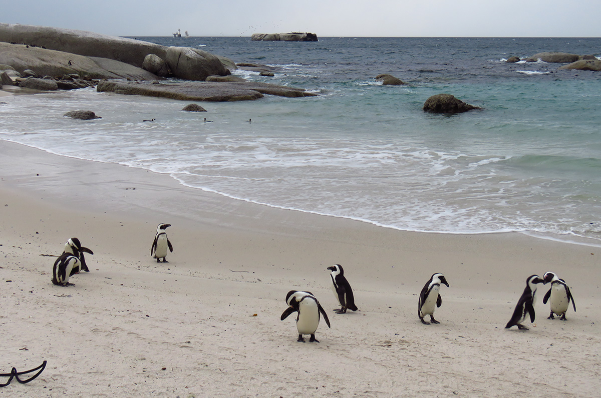 Colônia de Pinguins em Boulders Beach