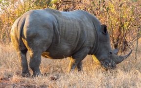 Rinoceronte no Safari do Kapama Southern Camp