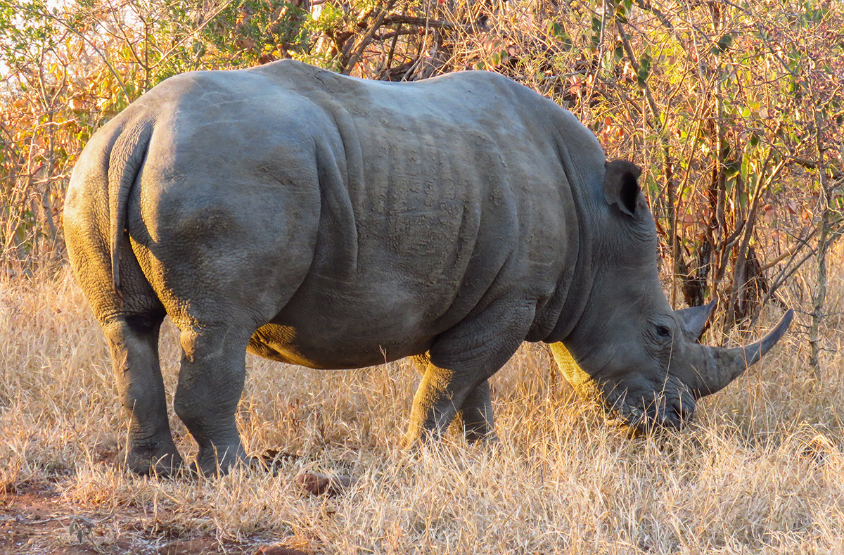 Rinoceronte no Safari do Kapama Southern Camp