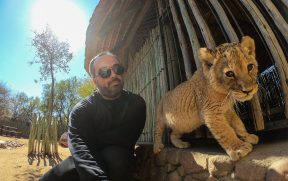 Ukutula: Interação com Leões na África do Sul (e Outros Felinos)
