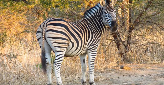 Zebra no Kapama Southern Camp