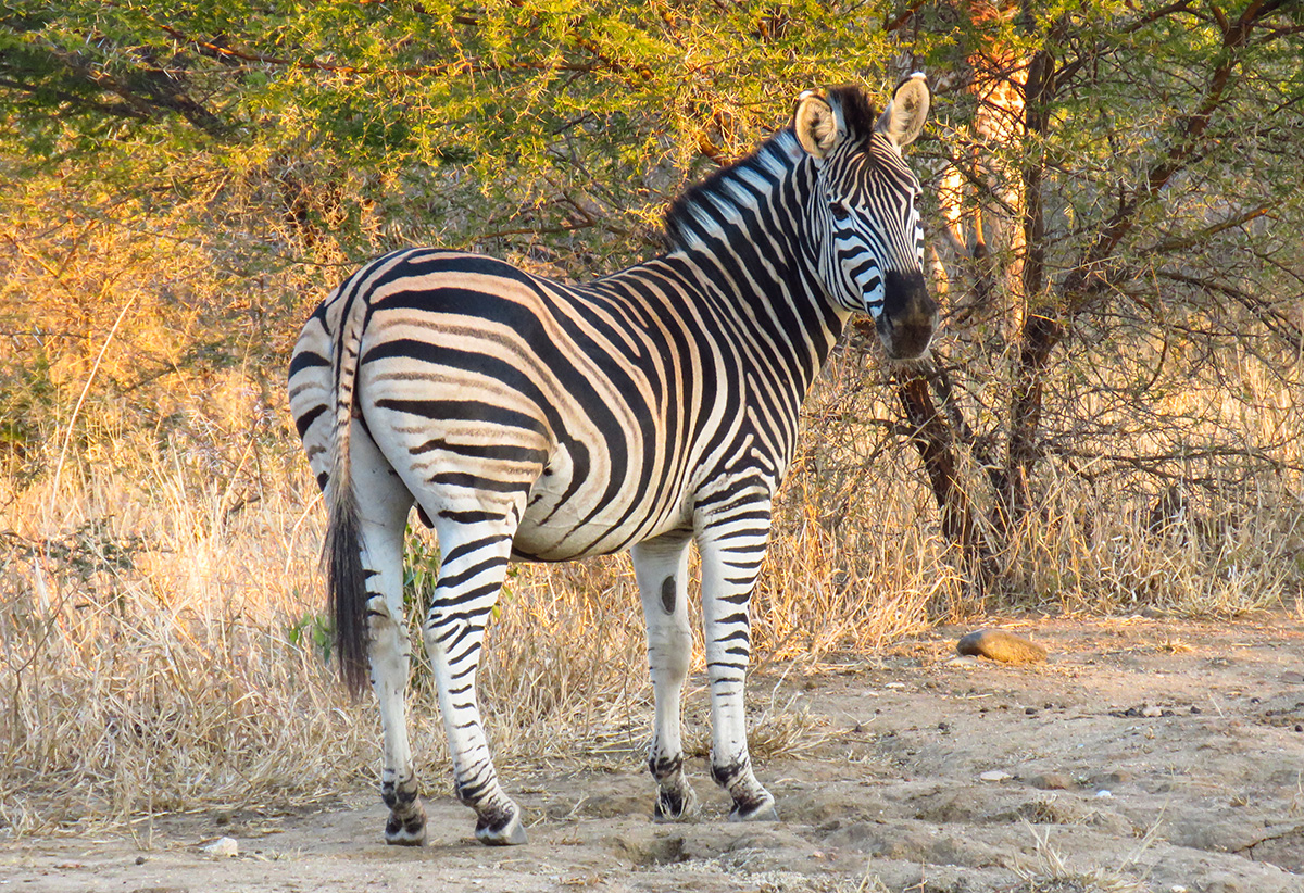 Zebra no Kapama Southern Camp