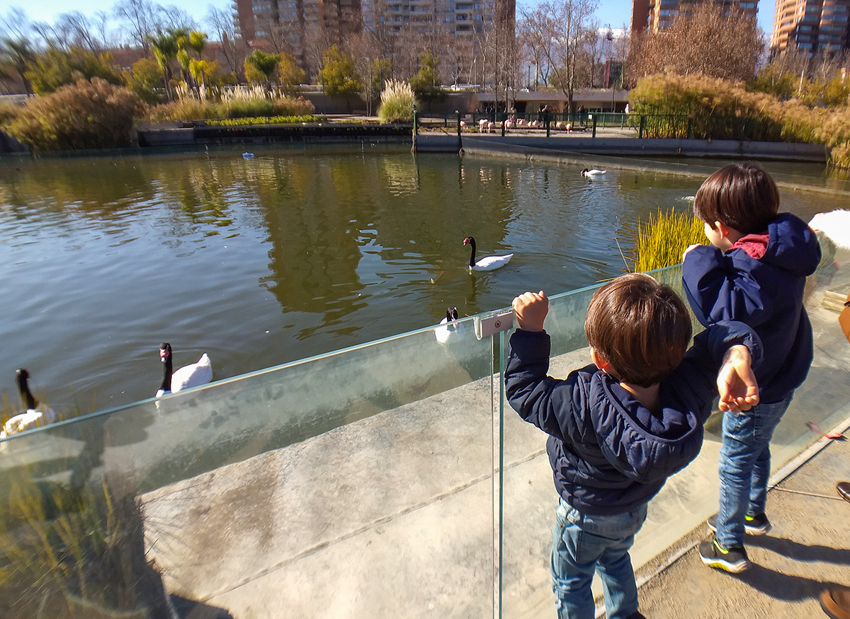 Crianças alimentando os cisnes no Parque Bicentenário
