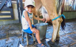 Criança tirando leite da vaca