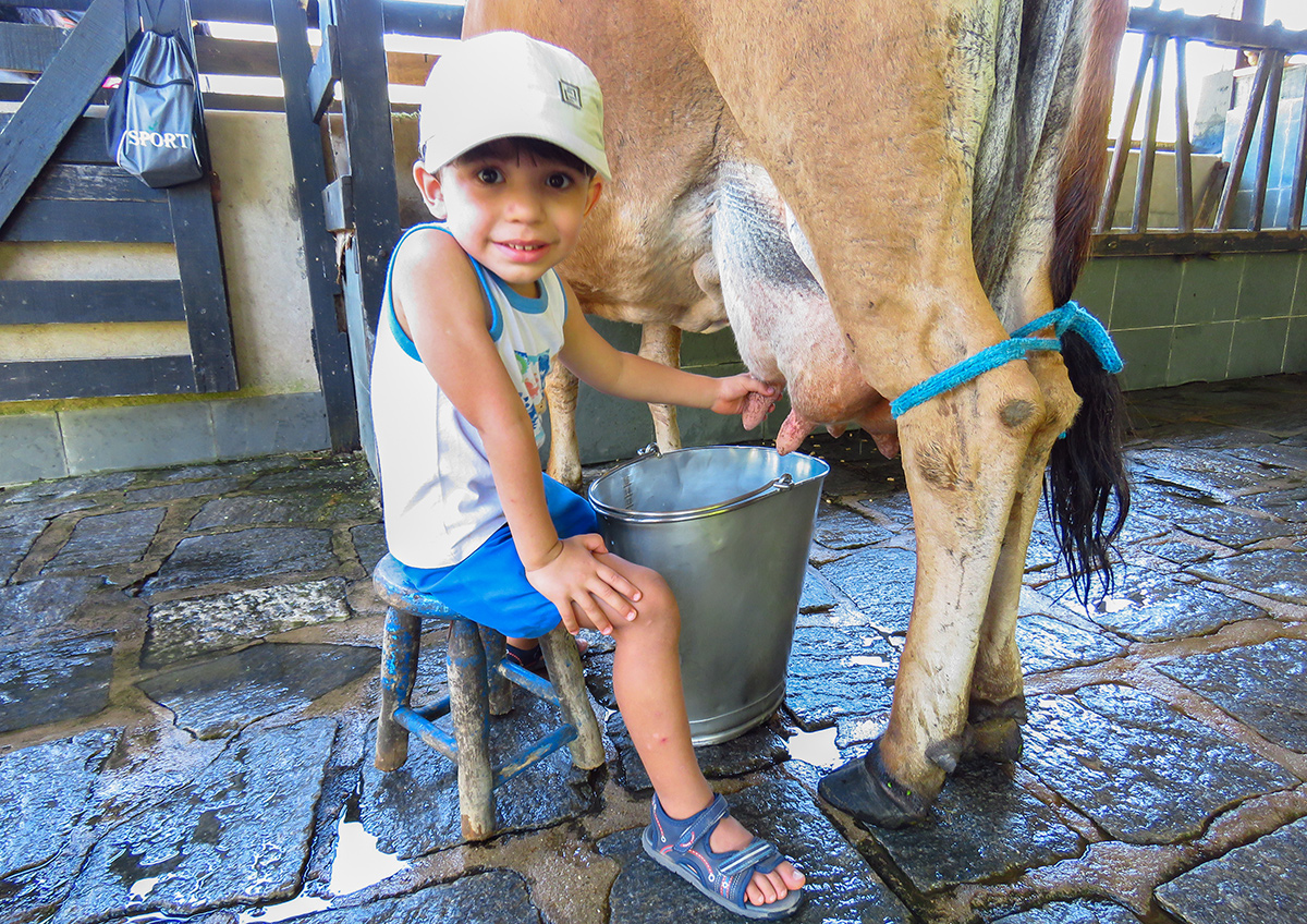 Criança tirando leite da vaca